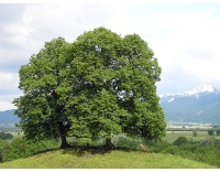 Tilleul à petites feuilles - Tilia cordata  - Haie champetre  - Pepiniere Alsace - Vegetal Local Nord Est - Bio - Jardin forêt comestible - fruitier - permaculture
