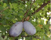 Vigne chocolat - Akébie quinata - Akebia quinata - Haie champetre  - Pepiniere Alsace - Vegetal Local Nord Est - Bio - Jardin forêt comestible - fruitier - permaculture