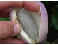 Vigne chocolat - Akébie trifoliata - Akebia trifoliata - Haie champetre  - Pepiniere Alsace - Vegetal Local Nord Est - Bio - Jardin forêt comestible - fruitier - permaculture