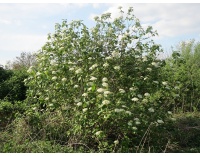 Viorne lantane - Viburnum lantana - Haie champetre  - Pepiniere Alsace - Vegetal Local Nord Est - Bio - Jardin forêt comestible - fruitier - permaculture