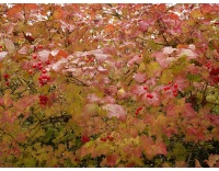 Viorne obier - Viburnum opulus - Haie champetre  - Pepiniere Alsace - Vegetal Local Nord Est - Bio - Jardin forêt comestible - fruitier - permaculture