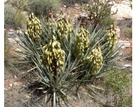 Yucca banane - Yucca baccata - Haie champetre  - Pepiniere Alsace - Vegetal Local Nord Est - Bio - Jardin forêt comestible - fruitier - permaculture
