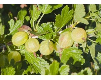 Groseillier à maquereau 'Hinnonmaki vert' - Ribes uva-crispa  - Haie champetre  - Pepiniere Alsace - Vegetal Local Nord Est - Bio - Jardin forêt comestible - fruitier - permaculture