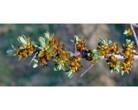 Argousier_male_pollmix_hippophae_rhamnoides_Haie champetre  - Pepiniere Alsace - Vegetal Local Nord Est- Bio - Jardin forêt comestible - fruitier - permaculture
