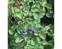 Amelanchier a feuilles d Aulne - Amelanchier alnifolia - Haie champetre  - Pepiniere Alsace - Vegetal Local Nord Est- Bio - Jardin forêt comestible - fruitier - permaculture
