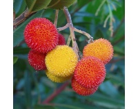 Arbousier_Arbre_aux_fraises_Atlantica_Arbutus_Unedo_Haie champetre  - Pepiniere Alsace - Vegetal Local Nord Est- Bio - Jardin forêt comestible - fruitier - permaculture