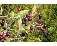 aronie_a_feuille_de_prunier_aron_aronia_prunifolia_aron_Haie champetre  - Pepiniere Alsace - Vegetal Local Nord Est- Bio - Jardin forêt comestible - fruitier - permaculture