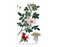 Églantier - Rosa canina - Haie champetre  - Pepiniere Alsace - Vegetal Local Nord Est - Bio - Jardin forêt comestible - fruitier - permaculture