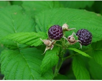 Framboisier 'Glen Coe' - Rubus idaeus - Haie champetre  - Pepiniere Alsace - Vegetal Local Nord Est - Bio - Jardin forêt comestible - fruitier - permaculture