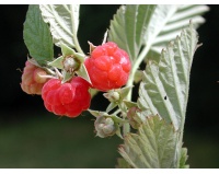 Framboisier 'September' - Rubus idaeus - Haie champetre  - Pepiniere Alsace - Vegetal Local Nord Est - Bio - Jardin forêt comestible - fruitier - permaculture