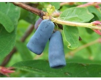 Chèvrefeuille comestible – Baie de mai ‘Blue velvet’ - Lonicera kamtchatika - Haie champetre  - Pepiniere Alsace - Vegetal Local Nord Est - Bio - Jardin forêt comestible - fruitier - permaculture