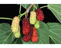 Mûrier rouge - Morus rubra - Haie champetre  - Pepiniere Alsace - Vegetal Local Nord Est - Bio - Jardin forêt comestible - fruitier - permaculture