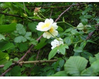 Rosier des champs - Rosa arvensis - Haie champetre  - Pepiniere Alsace - Vegetal Local Nord Est - Bio - Jardin forêt comestible - fruitier - permaculture