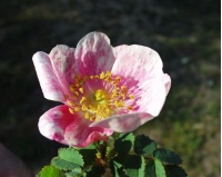 Rosier pimprenelle - Rosa spinosissima - Haie champetre  - Pepiniere Alsace - Vegetal Local Nord Est - Bio - Jardin forêt comestible - fruitier - permaculture