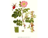 Rosier rouillé - Rosa rubiginosa - Haie champetre  - Pepiniere Alsace - Vegetal Local Nord Est - Bio - Jardin forêt comestible - fruitier - permaculture
