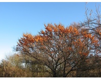 argousier-hergo-femelle-Hippophae-rhamnoides- Haie champetre  - Pepiniere Alsace - Vegetal Local Nord Est- Bio - Jardin forêt comestible - fruitier - permaculture 
