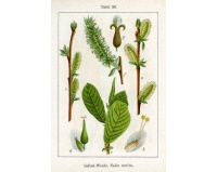 Saule à oreillettes - Salix aurita - Haie champetre  - Pepiniere Alsace - Vegetal Local Nord Est - Bio - Jardin forêt comestible - fruitier - permaculture