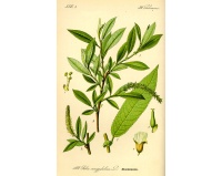 Saule à trois étamines - Salix triandra - Haie champetre  - Pepiniere Alsace - Vegetal Local Nord Est - Bio - Jardin forêt comestible - fruitier - permaculture