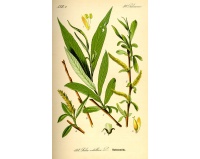 Saule blanc - Salix alba - Haie champetre  - Pepiniere Alsace - Vegetal Local Nord Est - Bio - Jardin forêt comestible - fruitier - permaculture