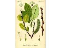 Saule marsault - Salix caprea - Haie champetre  - Pepiniere Alsace - Vegetal Local Nord Est - Bio - Jardin forêt comestible - fruitier - permaculture