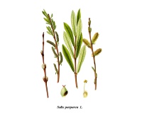 Saule pourpre - Salix purpurea - Haie champetre  - Pepiniere Alsace - Vegetal Local Nord Est - Bio - Jardin forêt comestible - fruitier - permaculture