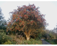 Sorbier des oiseleurs - Sorbus aucuparia - Haie champetre  - Pepiniere Alsace - Vegetal Local Nord Est - Bio - Jardin forêt comestible - fruitier - permaculture