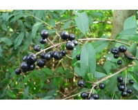 Troène commun - Ligustrum vulgare  - Haie champetre  - Pepiniere Alsace - Vegetal Local Nord Est - Bio - Jardin forêt comestible - fruitier - permaculture