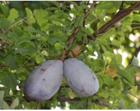 Vigne chocolat - Akébie quinata - Akebia quinata - Haie champetre  - Pepiniere Alsace - Vegetal Local Nord Est - Bio - Jardin forêt comestible - fruitier - permaculture