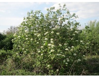 Viorne lantane - Viburnum lantana - Haie champetre  - Pepiniere Alsace - Vegetal Local Nord Est - Bio - Jardin forêt comestible - fruitier - permaculture