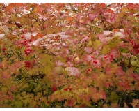 Viorne obier - Viburnum opulus - Haie champetre  - Pepiniere Alsace - Vegetal Local Nord Est - Bio - Jardin forêt comestible - fruitier - permaculture