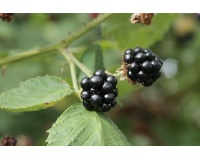 Mûrier noir – Ronce issue de variétés sauvages - Rubus fruticosus sp. 'Darrow' - Haie champetre  - Pepiniere Alsace - Vegetal Local Nord Est - Bio - Jardin forêt comestible - fruitier - permaculture