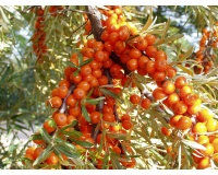 argousier_Hippophae rhamnoides_Haie champetre  - Pepiniere Alsace - Vegetal Local Nord Est- Bio - Jardin forêt comestible - fruitier - permaculture