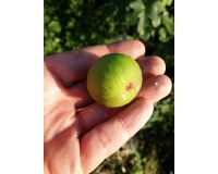 Figuier 'Türkiye' verte - Ficus carica - Haie champetre  - Pepiniere Alsace - Vegetal Local Nord Est - Bio - Jardin forêt comestible - fruitier - permaculture