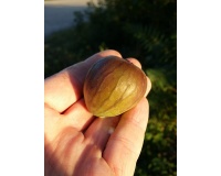 Figuier 'Türkiye' violette - Ficus carica - Haie champetre  - Pepiniere Alsace - Vegetal Local Nord Est - Bio - Jardin forêt comestible - fruitier - permaculture
