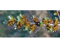 Argousier_male_pollmix_hippophae_rhamnoides_Haie champetre  - Pepiniere Alsace - Vegetal Local Nord Est- Bio - Jardin forêt comestible - fruitier - permaculture