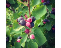 Amelanchier_a_grande_fleur__Prince_William - Amelanchier grandiflora - aie champetre - Pepiniere Alsace - Vegetal Local Nord Est- Bio