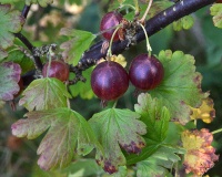 Groseillier à maquereau 'Rouge Freedonia' (sans épine) - Ribes uva-crispa  - Haie champetre  - Pepiniere Alsace - Vegetal Local Nord Est - Bio - Jardin forêt comestible - fruitier - permaculture