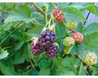 Mûroisier – Ronce hybride mûre-framboise - Rubus Hybris 'Loganberry' - Haie champetre  - Pepiniere Alsace - Vegetal Local Nord Est - Bio - Jardin forêt comestible - fruitier - permaculture