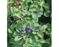 Amelanchier a feuilles d Aulne - Amelanchier alnifolia - Haie champetre  - Pepiniere Alsace - Vegetal Local Nord Est- Bio - Jardin forêt comestible - fruitier - permaculture