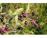 aronie_a_feuille_de_prunier_aron_aronia_prunifolia_aron_Haie champetre  - Pepiniere Alsace - Vegetal Local Nord Est- Bio - Jardin forêt comestible - fruitier - permaculture