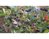 aronie_a_feuille_de_prunier_aronia_prunifolia_Haie champetre  - Pepiniere Alsace - Vegetal Local Nord Est- Bio - Jardin forêt comestible - fruitier - permaculture