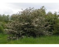 Aubépine monogyne - Crataegus monogyna  - Haie champetre  - Pepiniere Alsace - Vegetal Local Nord Est - Bio - Jardin forêt comestible - fruitier - permaculture
