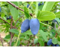 Chèvrefeuille comestible – Baie de mai ‘Edulis’ - Lonicera caerulea  - Haie champetre  - Pepiniere Alsace - Vegetal Local Nord Est - Bio - Jardin forêt comestible - fruitier - permaculture