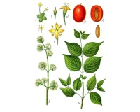 Cornouiller mâle - Cornus mas - Haie champetre  - Pepiniere Alsace - Vegetal Local Nord Est - Bio - Jardin forêt comestible - fruitier - permaculture