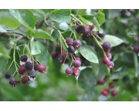 Amelanchier bas amelanchier humilis Haie champetre  - Pepiniere Alsace - Vegetal Local Nord Est- Bio - Jardin forêt comestible - fruitier - permaculture 