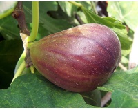 Figuier 'Italia' violette - Ficus carica - Haie champetre  - Pepiniere Alsace - Vegetal Local Nord Est - Bio - Jardin forêt comestible - fruitier - permaculture