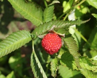 Framboisier Fraise Japonais - Rubus illecebrosus - Haie champetre  - Pepiniere Alsace - Vegetal Local Nord Est - Bio - Jardin forêt comestible - fruitier - permaculture