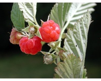 Framboisier 'September' - Rubus idaeus - Haie champetre  - Pepiniere Alsace - Vegetal Local Nord Est - Bio - Jardin forêt comestible - fruitier - permaculture