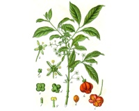 Fusain d’Europe - Euonymus europeaus - Haie champetre  - Pepiniere Alsace - Vegetal Local Nord Est - Bio - Jardin forêt comestible - fruitier - permaculture