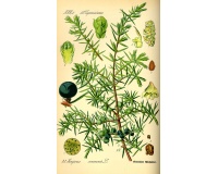 Genévrier commun - Juniperus communis - Haie champetre  - Pepiniere Alsace - Vegetal Local Nord Est - Bio - Jardin forêt comestible - fruitier - permaculture
